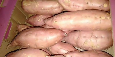 fresh sweet potatoes ready to sale for more information