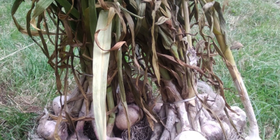 Harnaś Knoblauch zu verkaufen. Verfügbarer Betrag: 5.000