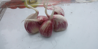 Hallo, ich habe zum Verkauf Knoblauch Sorte Harnaś in