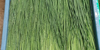 I will sell CHives! Very nice green and healthy