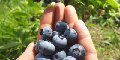 I have to sell American blueberry from an organic