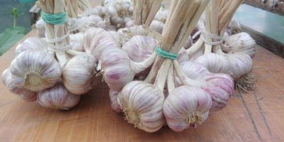 Hallo, ich habe zum Verkauf Knoblauch Sorte Harnaś diesjährige