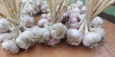 Hallo, ich habe zum Verkauf Knoblauch Sorte Harnaś diesjährige