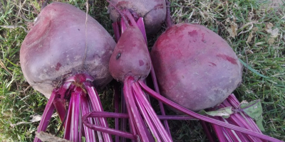 I will sell red beetroot, this year&#39;s hydrate, price,