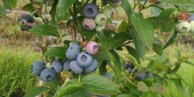 Hello, I sell blueberries from my own plantations.