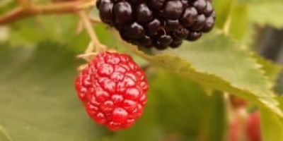 Blackberry growing directly from the producer
