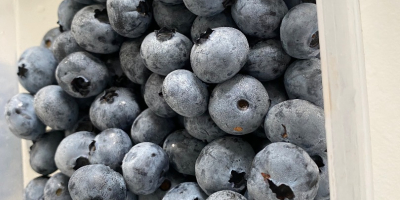 I sell blueberries grown in the Arges area (Romania).