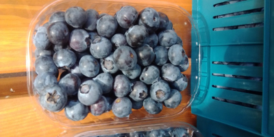 Hello, I am selling blueberry fruit from a new