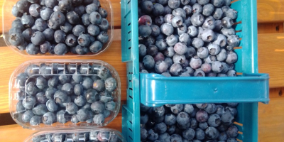 Hello, I am selling blueberry fruit from a new