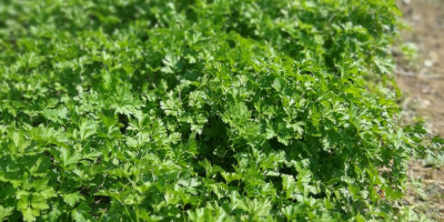 I have for sale parsley for a bunch of