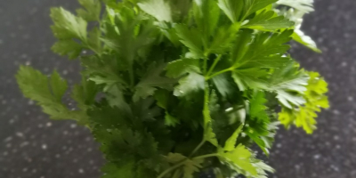 I have for sale parsley for a bunch of