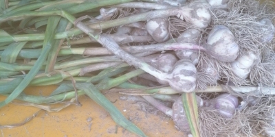 Ich werde Harnas Knoblauch verkaufen, mehrere tausend Stück frisch