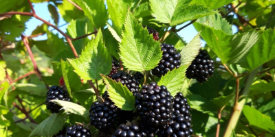 Blackberry Thornfree zu verkaufen. Die Plantage ist im dritten