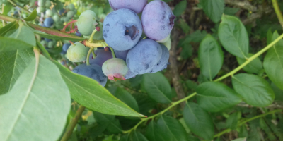 I will sell American blueberry, harvested every 3. 4