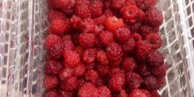 I&#39;m selling fresh wild raspberries