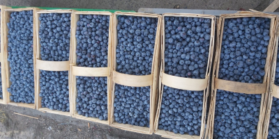 I will sell blueberry from my own cultivation. Ok.