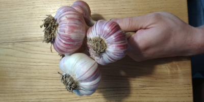 Harnaś winter garlic for sale. No herbicides from your