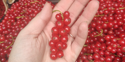 I will sell Dessert Red Currant, Hello, I have
