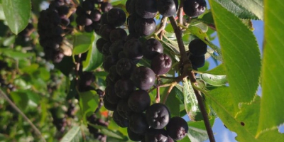 Organic chokeberry, fresh fruit