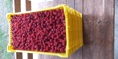 I am selling frozen raspberries, quantities of 10 tons.