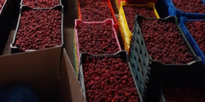 I am selling frozen raspberries, quantities of 10 tons.