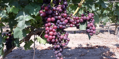 CARDINAL grapes. Harvesting is planned for August 10-15. The
