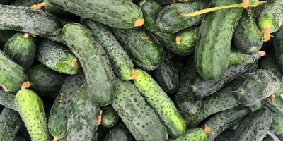 I will sell fresh, uncalibrated cucumbers, 8-15 from Belarus.