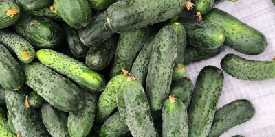 I will sell fresh, uncalibrated cucumbers, 8-15 from Belarus.