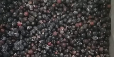 I will sell black currants from Belarus, frozen, mechanically