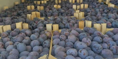 Hello, I export plums from Bulgaria. At the moment