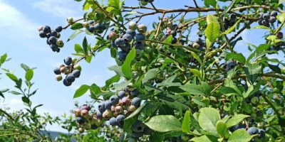 Blueberry for sale, Bluecrop variety. About 100 kg a