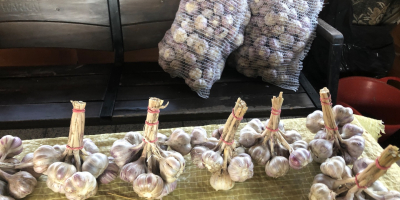 I will sell garlic, Harnaś variety, size 4-5-6 cm,