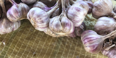 I will sell garlic, Harnaś variety, size 4-5-6 cm,