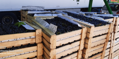 Sold Grapes from Tajikistan in wooden boxes packed with