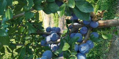 I will sell about 500 kg of plums, Kalypso
