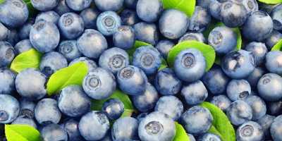 I will sell fresh blueberries