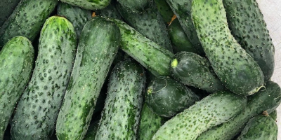I will sell fresh ground cucumbers, 8-15 cm uncalibrated.