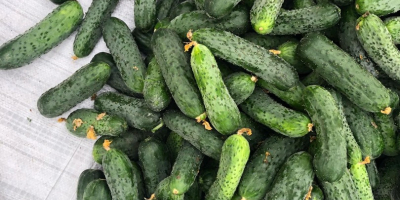 I will sell fresh ground cucumbers, 8-15 cm uncalibrated.