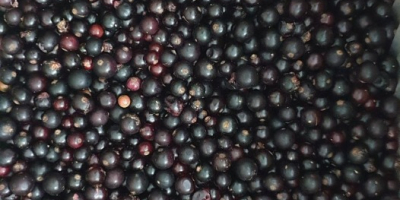 I will sell black currants, frozen, mechanically cleaned. Free