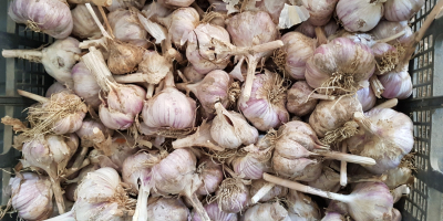 Romanian garlic, quality 1