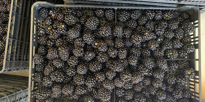 Blackberries come from crops in the 3rd year of