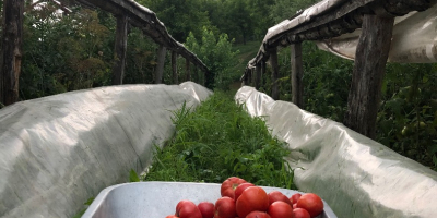 Our tomatoes are grown without chemicals, neither in the