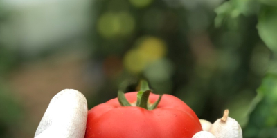 Our tomatoes are grown without chemicals, neither in the