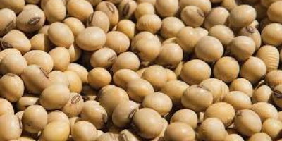 We are exporters of soybeans , food and beverages