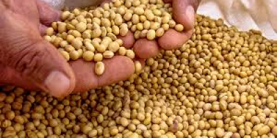 We are exporters of soybeans , food and beverages