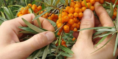 I am selling sea buckthorn, the price is 5
