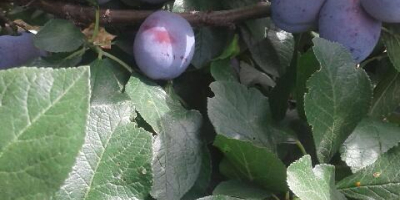 for sale lepotica plums torn directly to order, nice,
