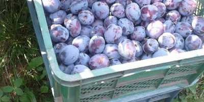 I WILL SELL LEPOTIKA PLUMS directly from the orchard
