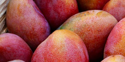 Mango (alle Arten für den Export verfügbar), für weitere