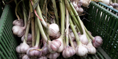 I will sell Polish winter garlic without chemicals. Caliber